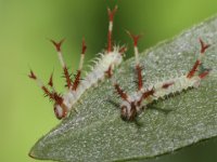 0011  (Raupe Nagelfleck)